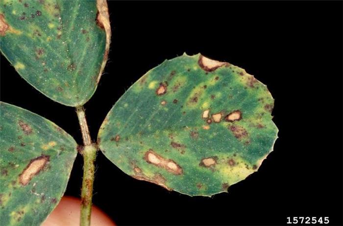 بیماری لكه آجری برگ یونجه  (Stemphylium leaf spot)